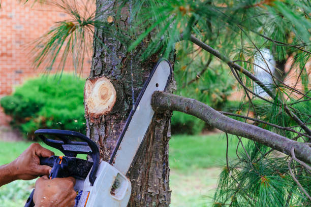 Trusted Sultan, WA Tree Removal and Landscaping Services Experts